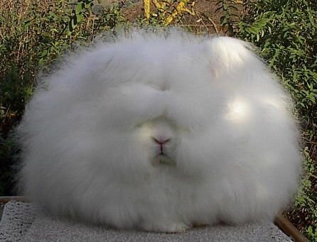 Confectionery connoisseur, music aficionado, fluffy animal enthusiast