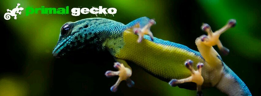 Primal Gecko is a reptile breeding program specializing in geckos of various species and morphs. We are currently a very small hobbyist breeding scheme