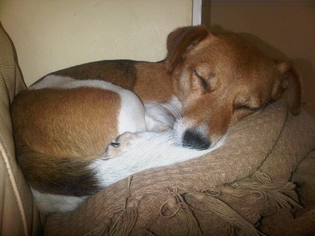 Wife,mother,lurcher and jack russell owner.