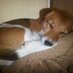 Lurcher Fan (@briesmum) Twitter profile photo
