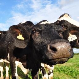 Family-run dairy farm producing fresh milk from our herd of pedigree Holstein Friesian cows. We also sell beef boxes.