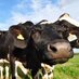 Bennetts Farms (@bennettsfarms) Twitter profile photo Bennetts Farms (@bennettsfarms) Twitter profile photo