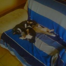 JpPirou's profile picture. j'adore la musique le cinema et la dance