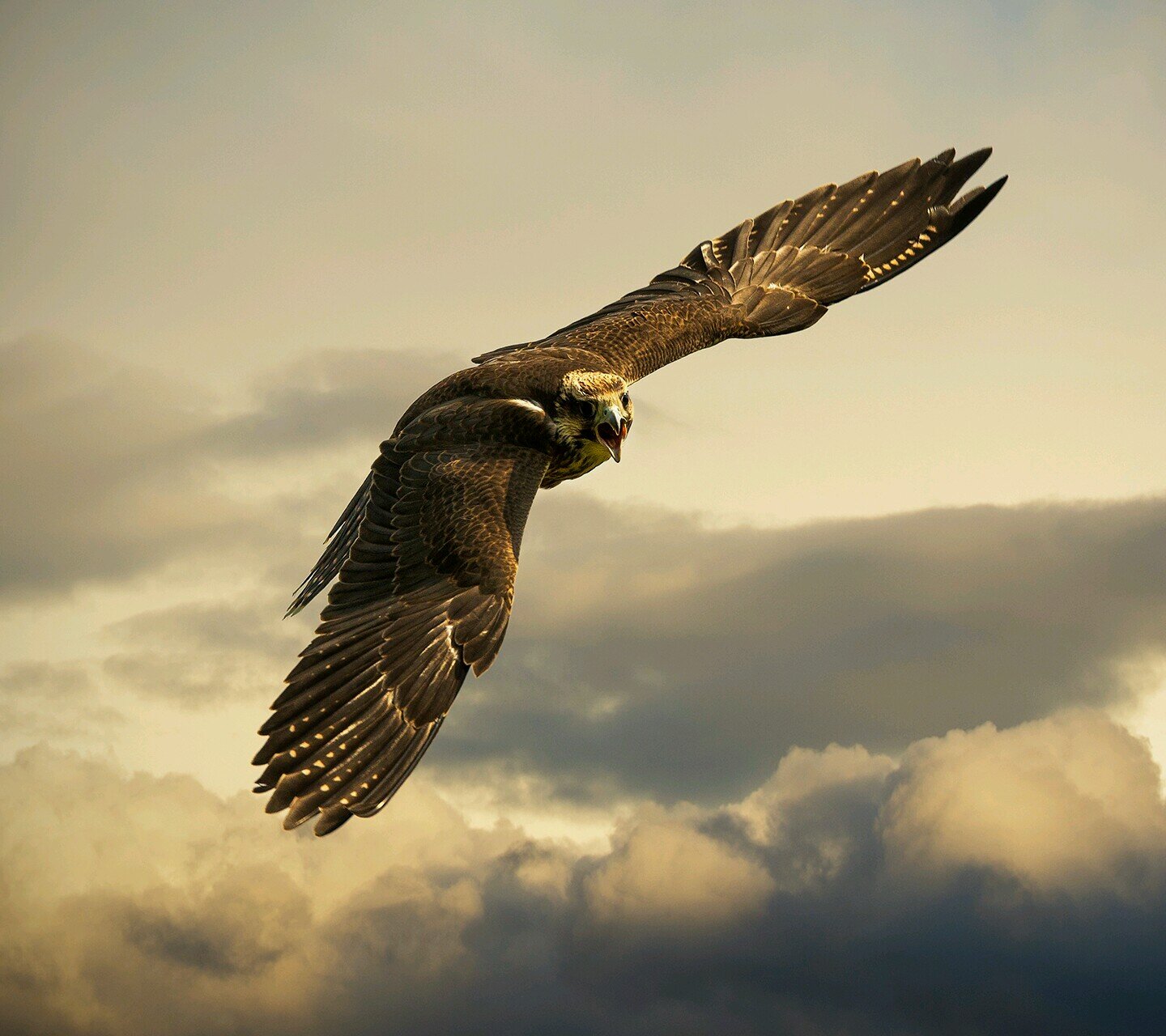 tugrohmann's profile picture. 