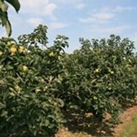 Sandringham Juice (@sandapplejuice) 's Twitter Profile