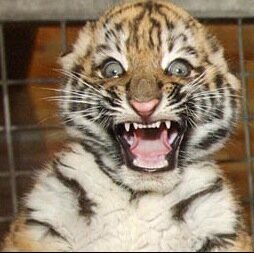 The hardest 4 years of your life. But it will be great. #GCPride #Tigers #God