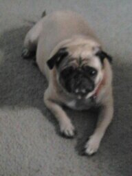 dforbess85's profile picture. 