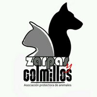 Zarpas y Colmillos(@ZarpasyColmillo) 's Twitter Profile Photo