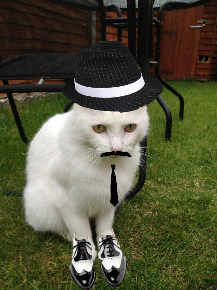 I am the Kent family's pet but also known as the 'Bastard White Cat' as i can be very mischievous. You can also follow me on Facebook