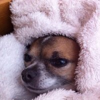 Bex D (@chewbeccad) 's Twitter Profile