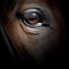 CECStables's profile picture. CEC setting the standard in the Equine industry. Known worldwide for its state of the art facilities.