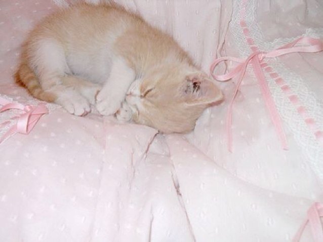 cutie little kitty