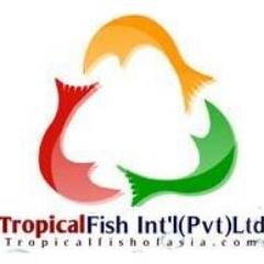 Tropical Fish of Asia is a breeder and an exporter based in Sri Lanka.We guarantee to deliver high quality freshwater and marine aquaria.