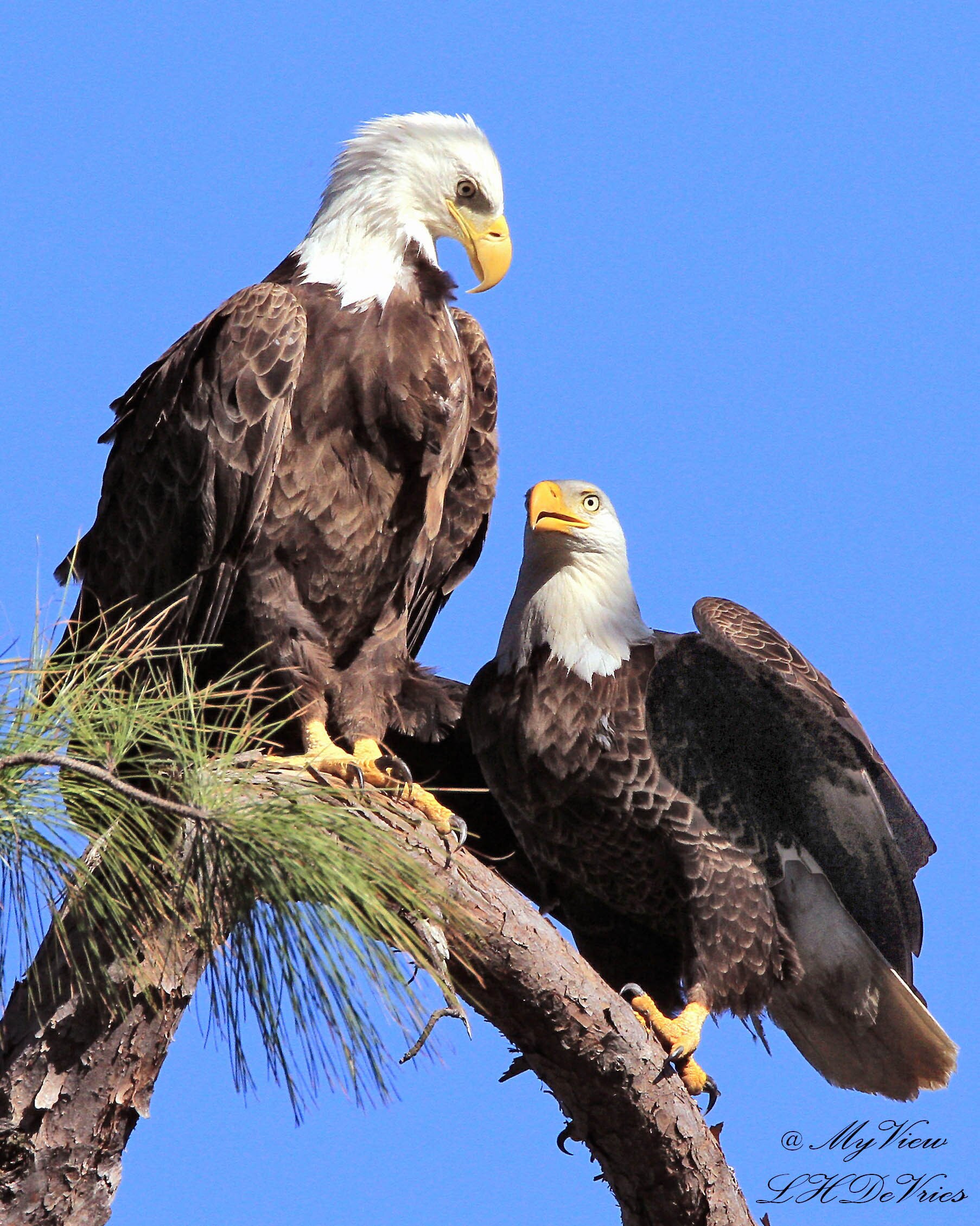 Wildlife & Landscape Photographer, Mountain Man, Desert Dog, Gator Guy and all things in between!