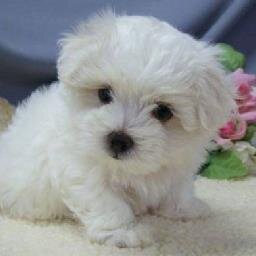 puppy lover
