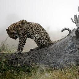 pelu1015's profile picture. Isaiah 5:20
Woe unto them that call evil good, and good evil; that put darkness for light, and light for darkness...