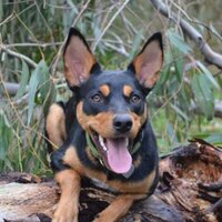Tashascoriochre (@lyncody) 's Twitter Profile