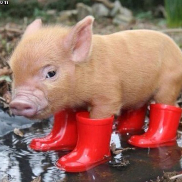 Oink oink pinky pinky teacup oink :D