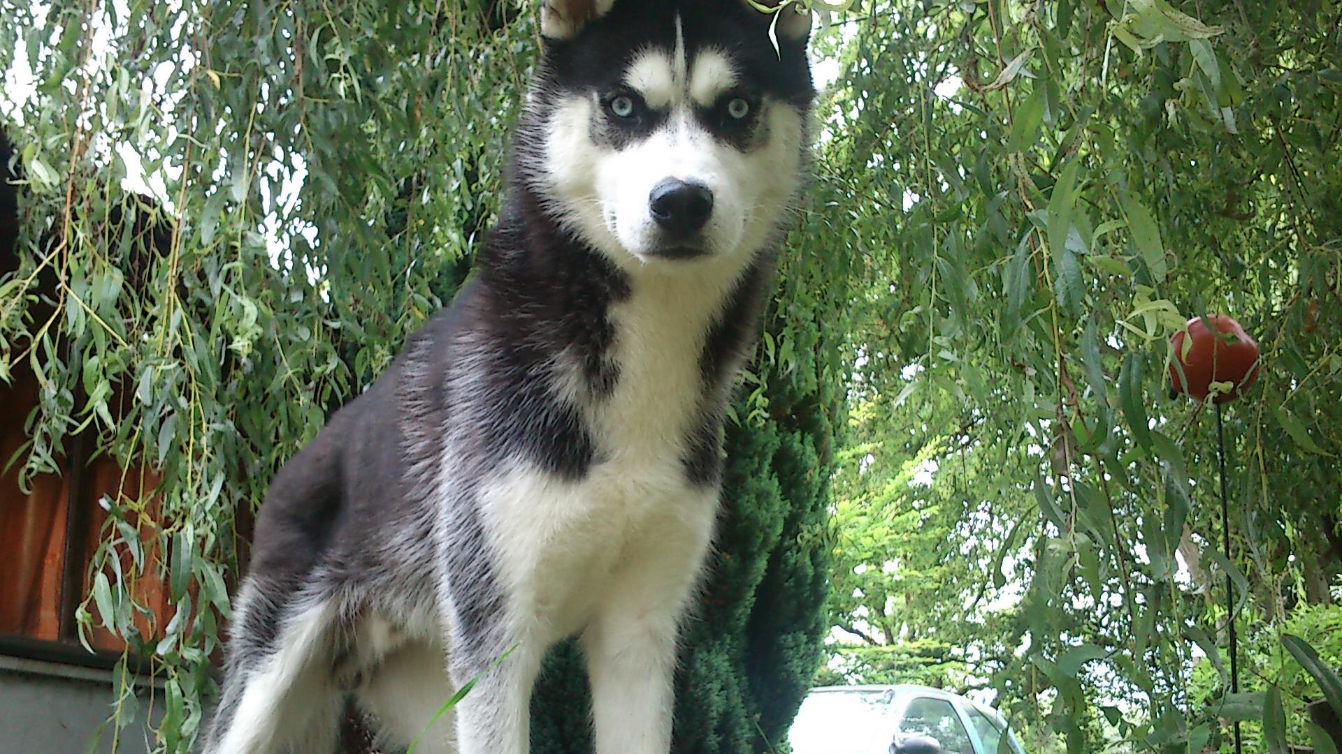 DoudouLeHusky's profile picture. 