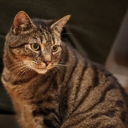 FtzwilliamDarcy's profile picture. Frankfurter Hauskatze mit Ausgang.
