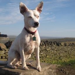 I'm a community fundraiser for Guide Dogs covering West Yorkshire. All views are my own. I love tea, dogs, savoury snacks, lie-ins and the outdoors.