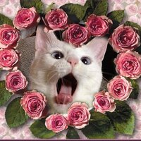 ムム (@0mumu0) 's Twitter Profile Photo