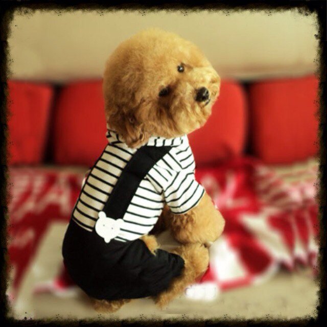 Concepcion, Chile Ropa exclusiva y hermosa para tu mascota perruna, visita https://t.co/xlWdFu9P5R