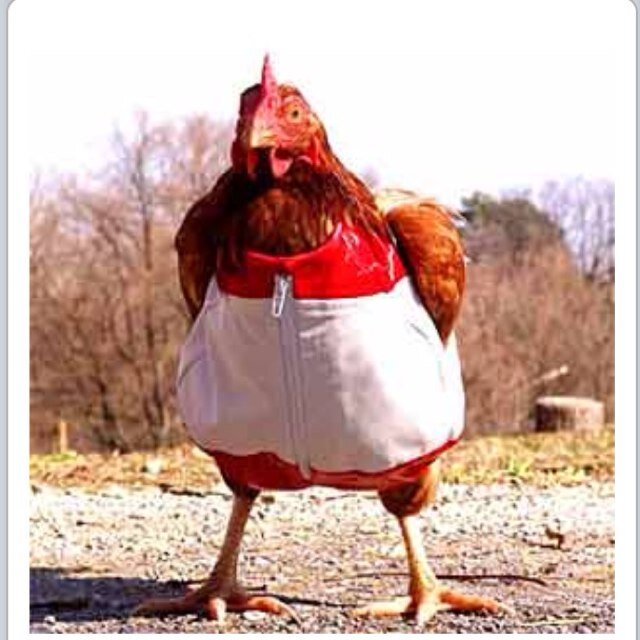 Im the sassyiest on the farm. You wAnt to get like me.