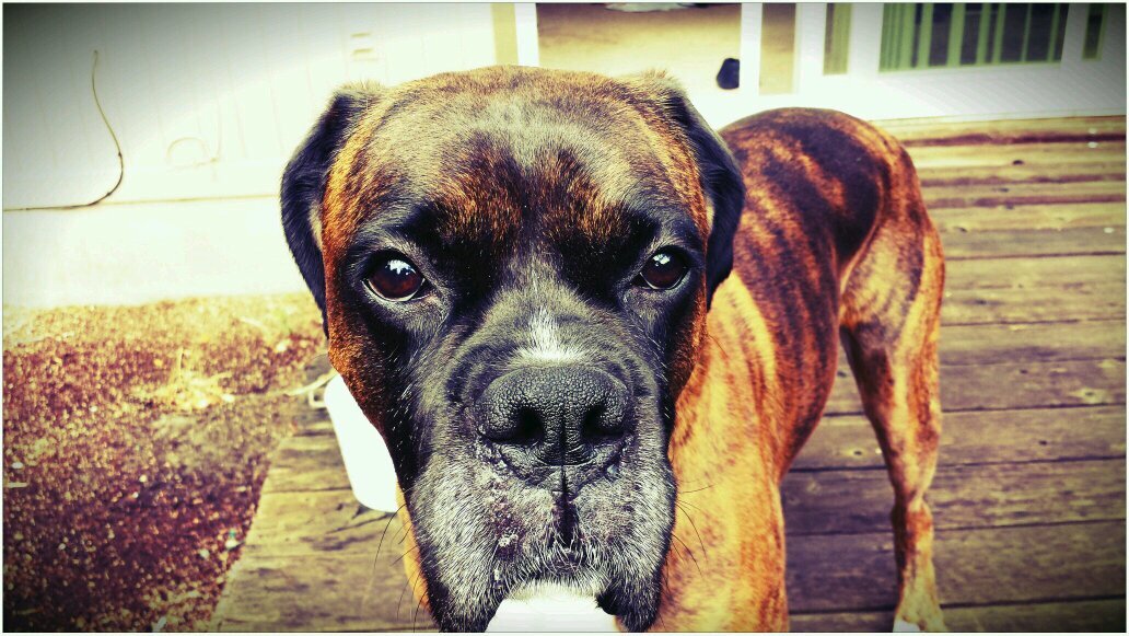 BoxerDogRogue's profile picture. After living in 2 different homes in 2 years, I found my forever home nearly 4 years ago.  Thank you @Oregonhumane for a new lease on life!