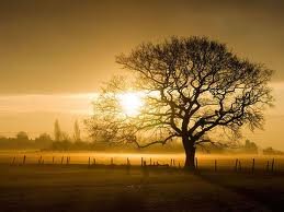 AlexLumbr2's profile picture. 21.Amante de la fotografía. Aprendiz. Esperando a que llegue el momento. Tengo un curioso afecto por los árboles. También me gustan los videojuegos.