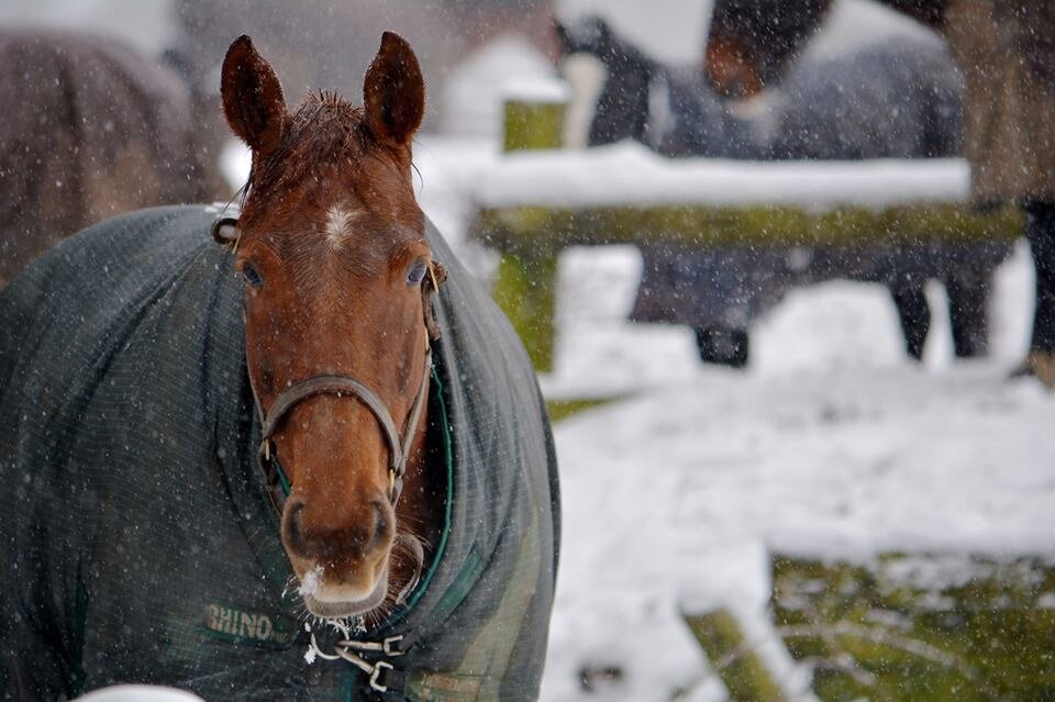 Claretkins's profile picture. 