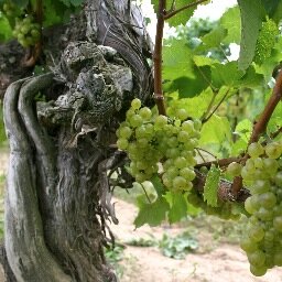 Daniel Lenko Wines Profile