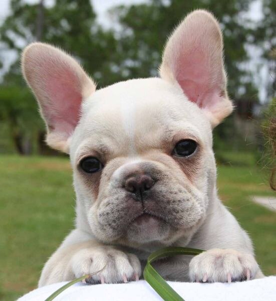 The French Bulldog Fan Club is a community where you can find various information, tips, photos and other news about French Bulldogs.