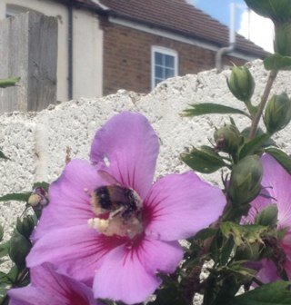 I like bees but I don't own one.