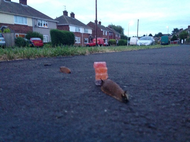 rogermillla Profile Picture