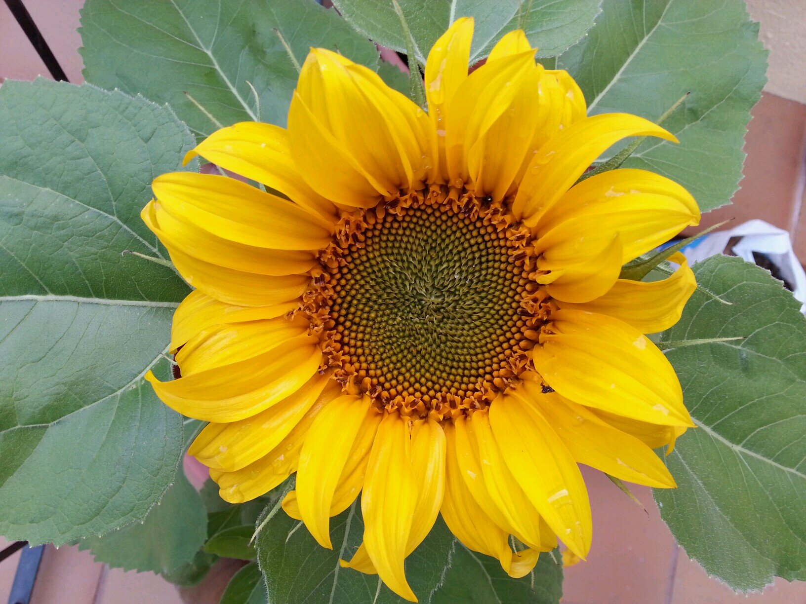 peplopezdekp's profile picture. 