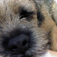 Barking Baths (@barkingbaths) 's Twitter Profile