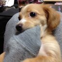 堀場 康人 (@0314Tora) Twitter
