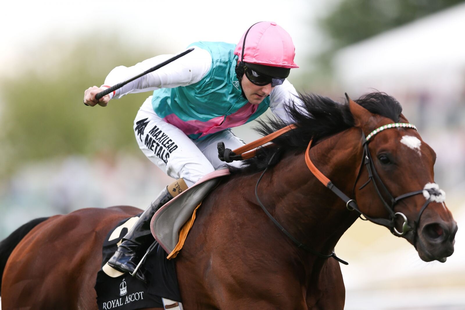 Horse Racing and Football Fan
