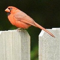 Dan Larson (@danny_larson_8) 's Twitter Profile Photo