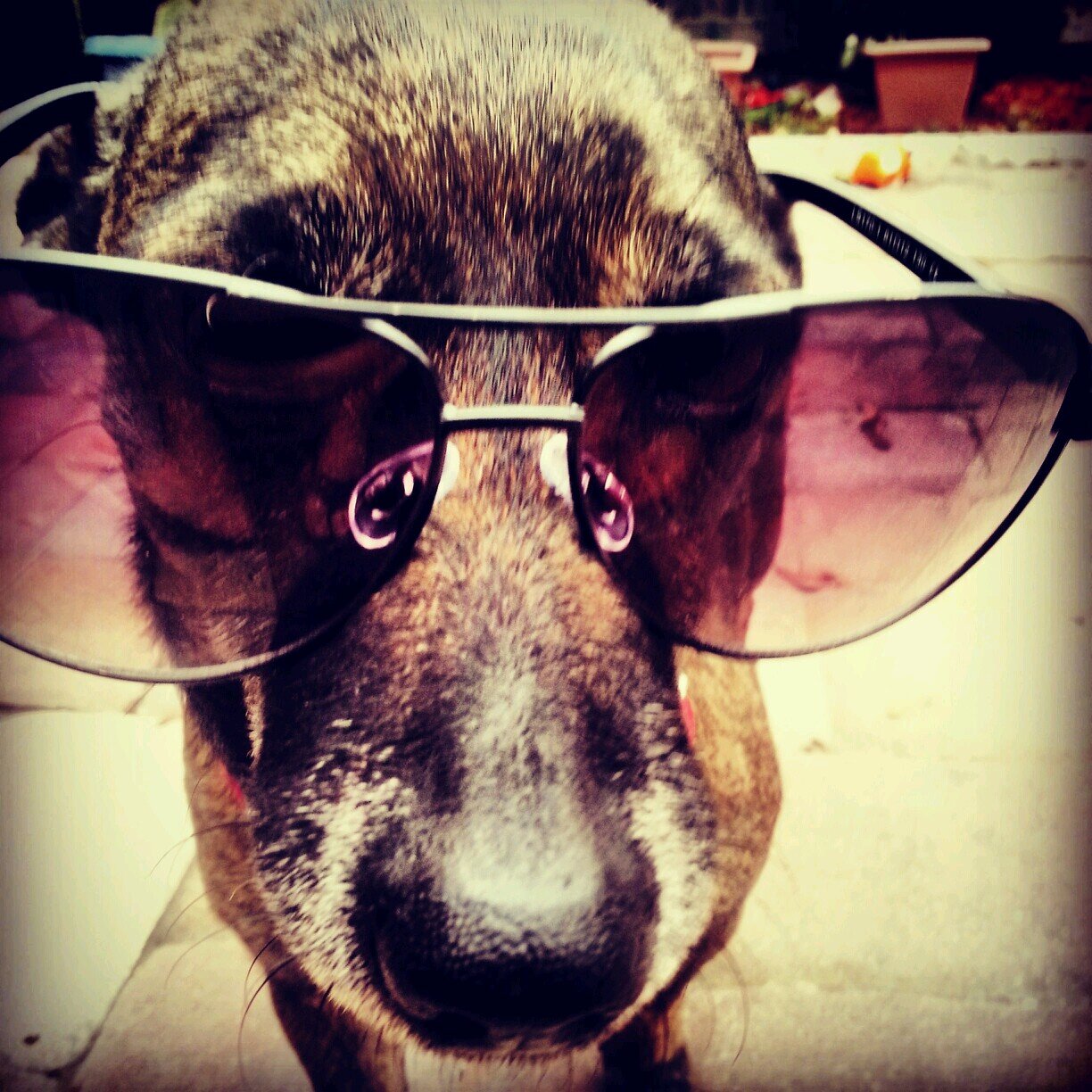 dog. 
  cool. 
     that's all U need to know.