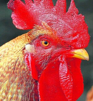 gallo(kiki)