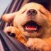 I Love Puppies (@ilovepupsdaily) Twitter profile photo