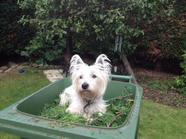 basshowesy's profile picture. 