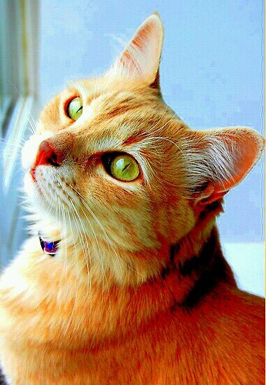 HoneyDarkCat's profile picture. Caramel she-cat w/ brown markings,in darkclan as a Warrior/Queen/med cat,im looking for a mate #Single magical,angered easily,l have feelings for tigerstar