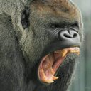 james epler - @stfushitlips - Twitter