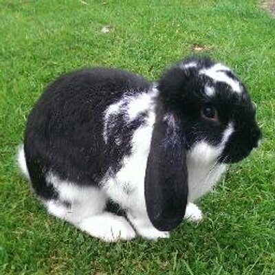 Black french lop sales