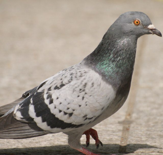 They call me Pam. Pam the Pigeon