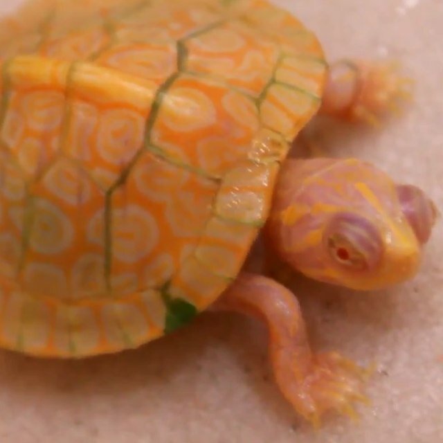 Turtles eveywhere