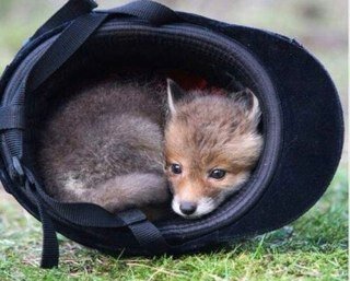 Better to be a has-been than a never was. You can buy your way in, but can you ride your way up? Fox hunting is my thrill!